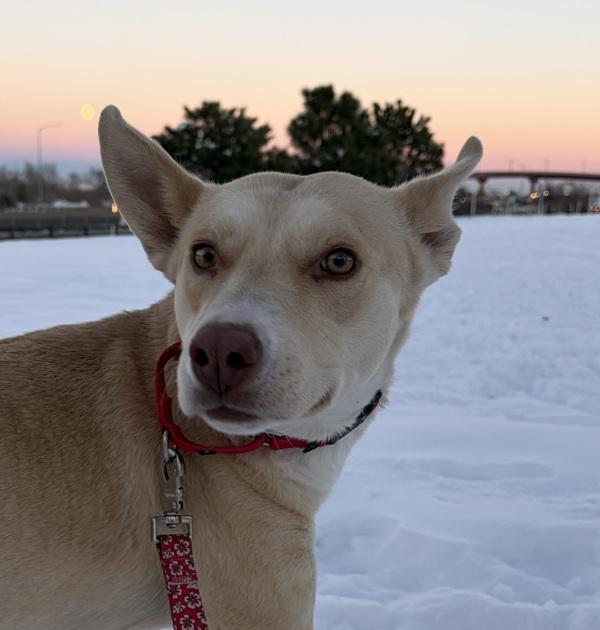 Enlarge Faith, a Adoptable mixed breed in Golden, CO image 2/2