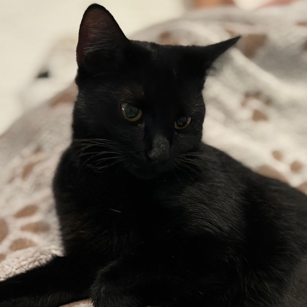 Onyx A25-237, Adoptable, Young Female Domestic Short Hair & Domestic Short Hair.