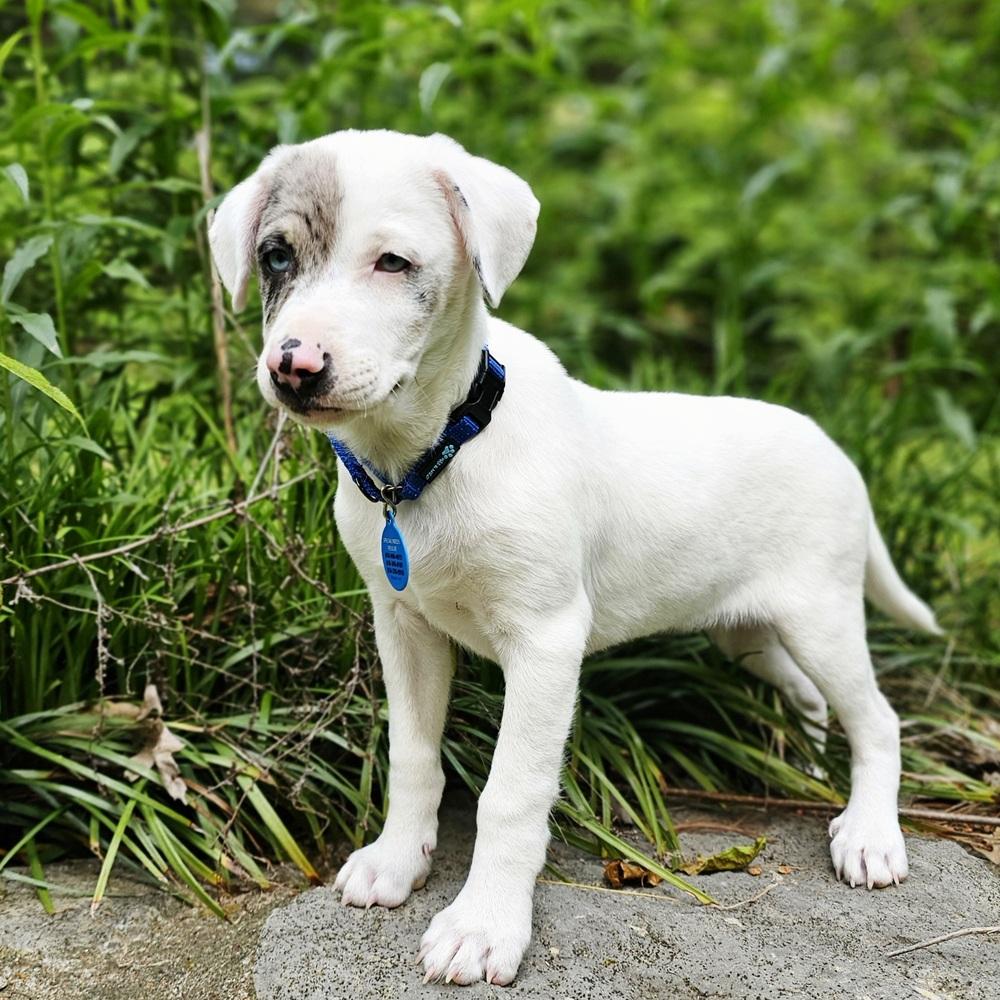 Caterpillar, Adoptable, Puppy Male Australian Shepherd & Catahoula Leopard Dog.