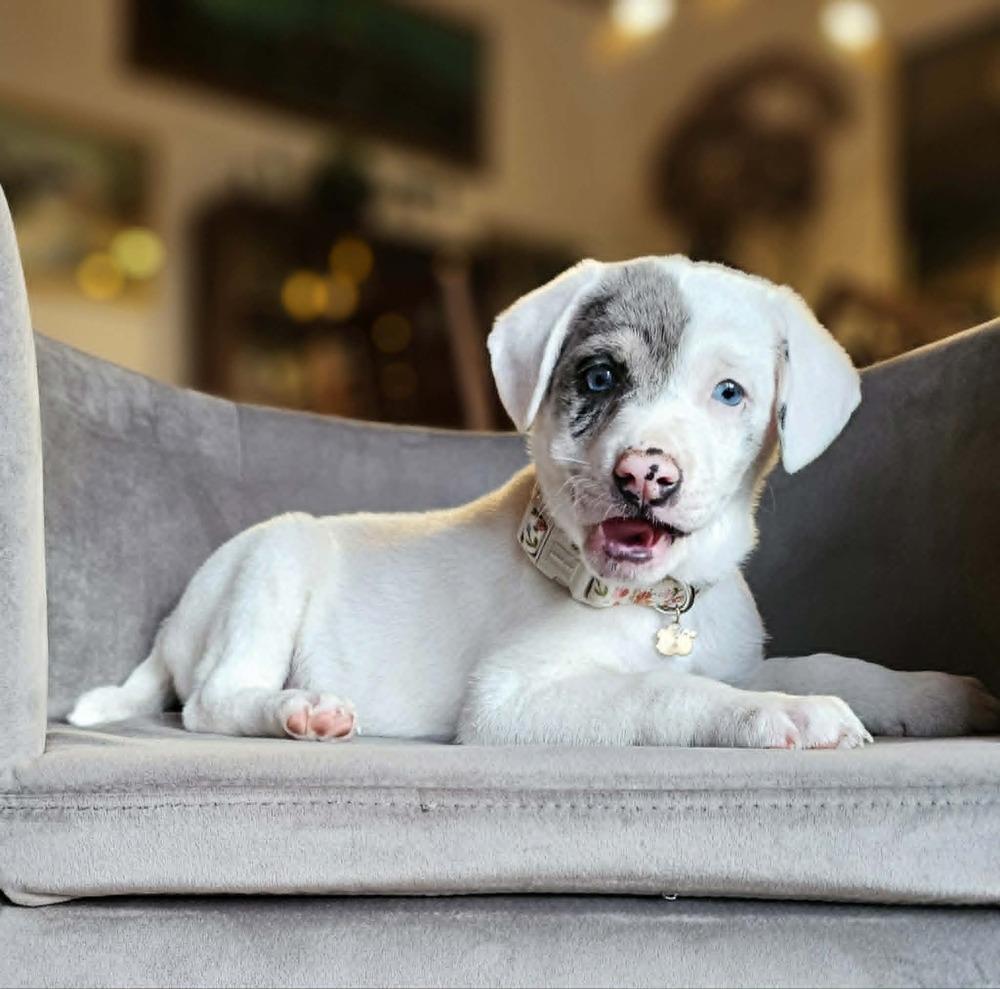 Caterpillar, Adoptable, Puppy Male Australian Shepherd & Catahoula Leopard Dog.