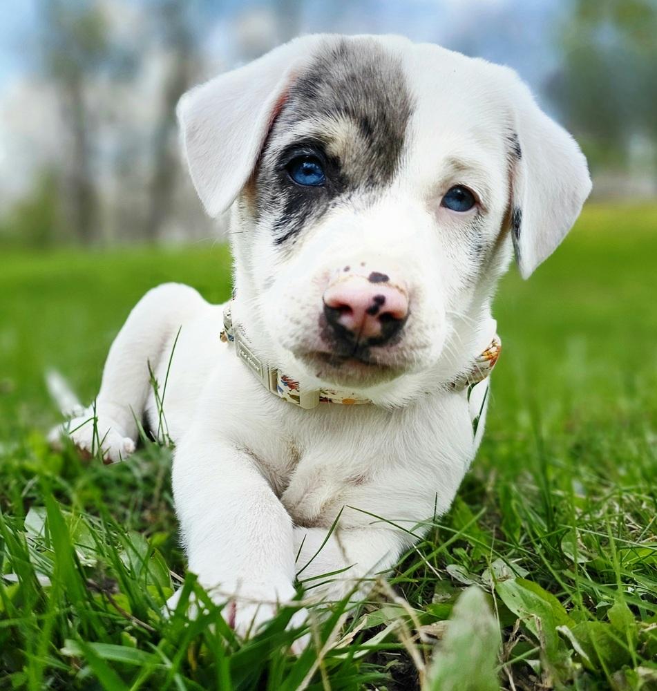 Enlarge Caterpillar, a Adoptable mixed breed in Troy, IL image 3/6