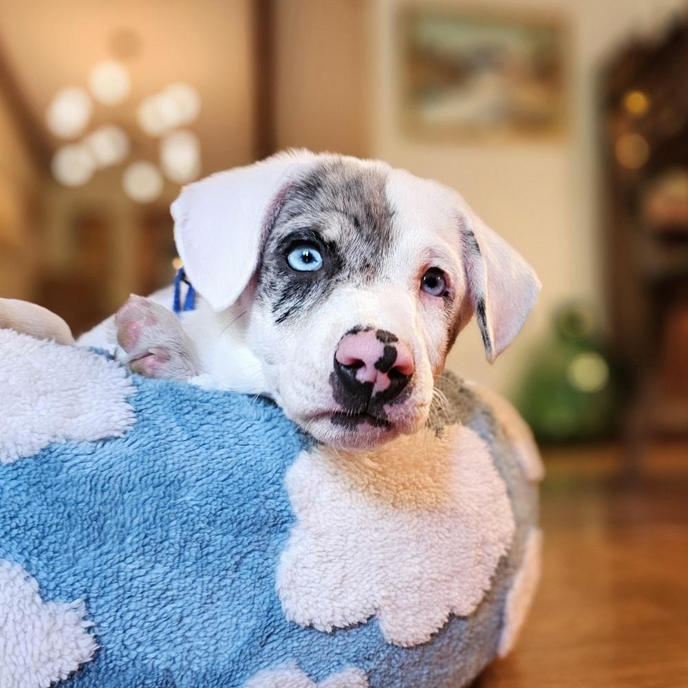 Enlarge Caterpillar, a Adoptable mixed breed in Troy, IL image 3/6