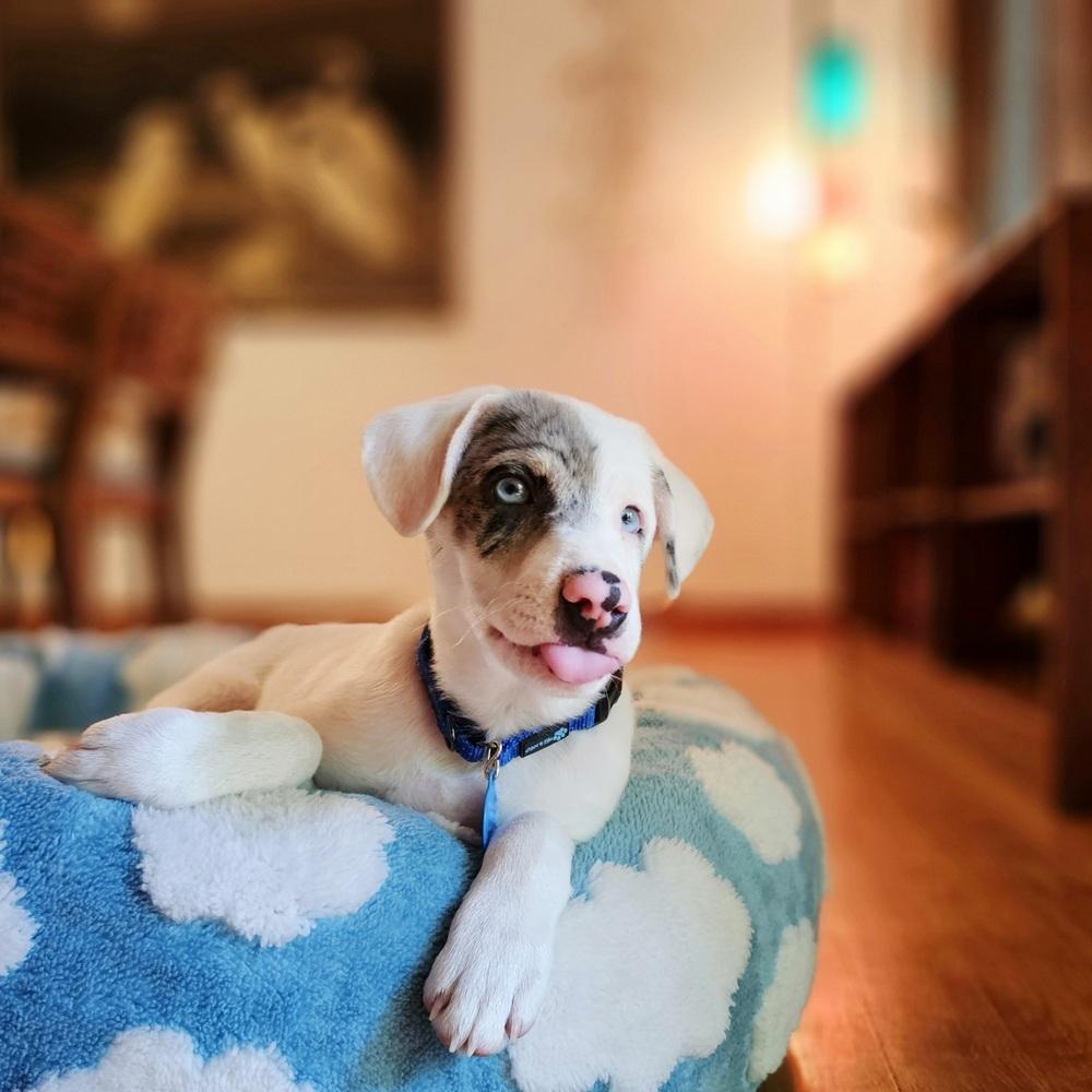 Enlarge Caterpillar, a Adoptable mixed breed in Troy, IL image 4/6