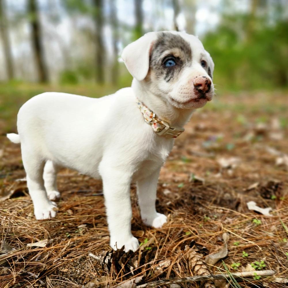 Enlarge Caterpillar, a Adoptable mixed breed in Troy, IL image 4/6
