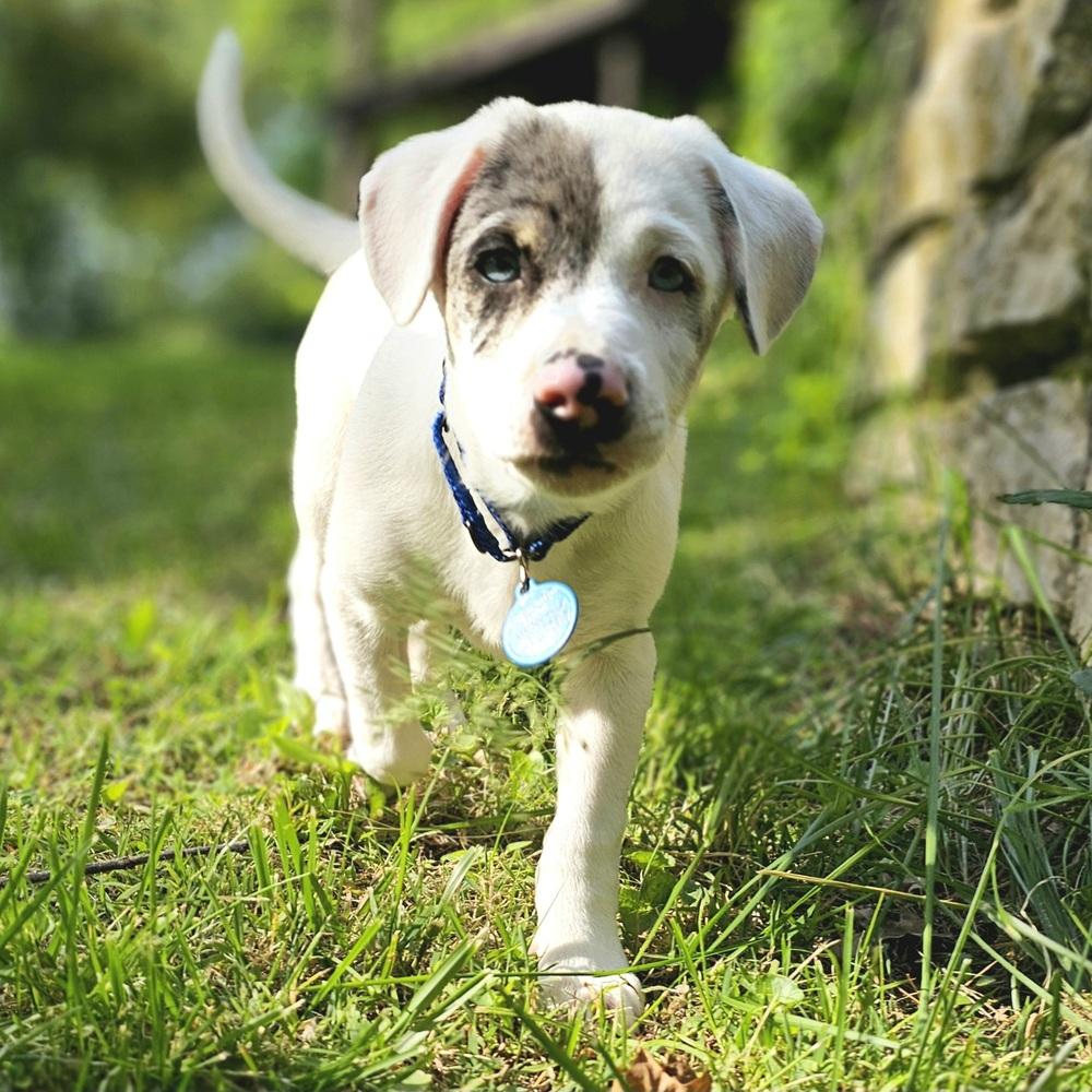 Enlarge Caterpillar, a Adoptable mixed breed in Troy, IL image 5/6