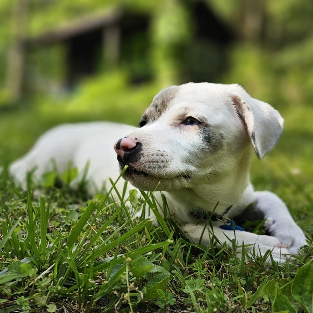 Enlarge Caterpillar, a Adoptable mixed breed in Troy, IL image 6/6