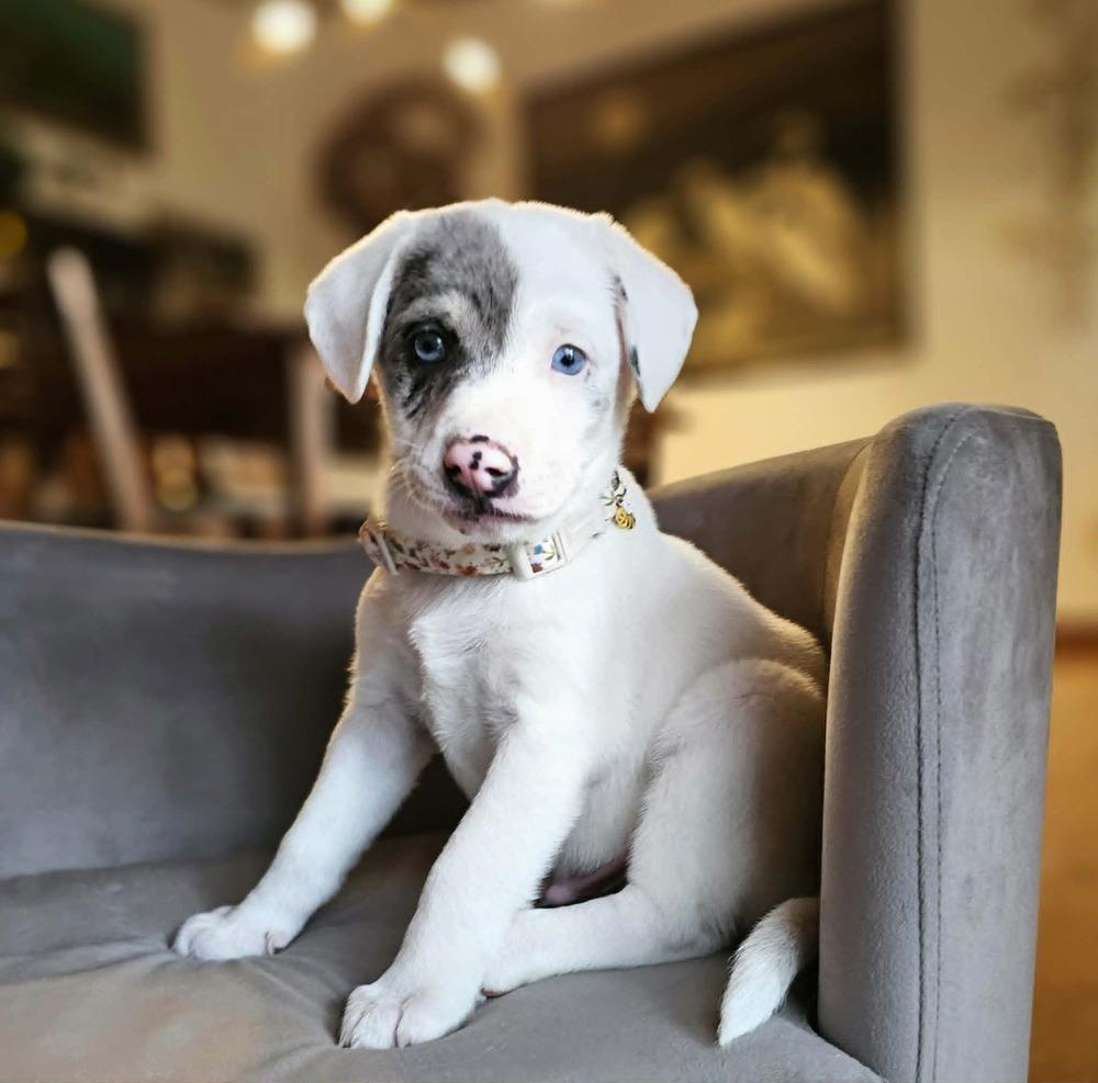Enlarge Caterpillar, a Adoptable mixed breed in Troy, IL image 6/6