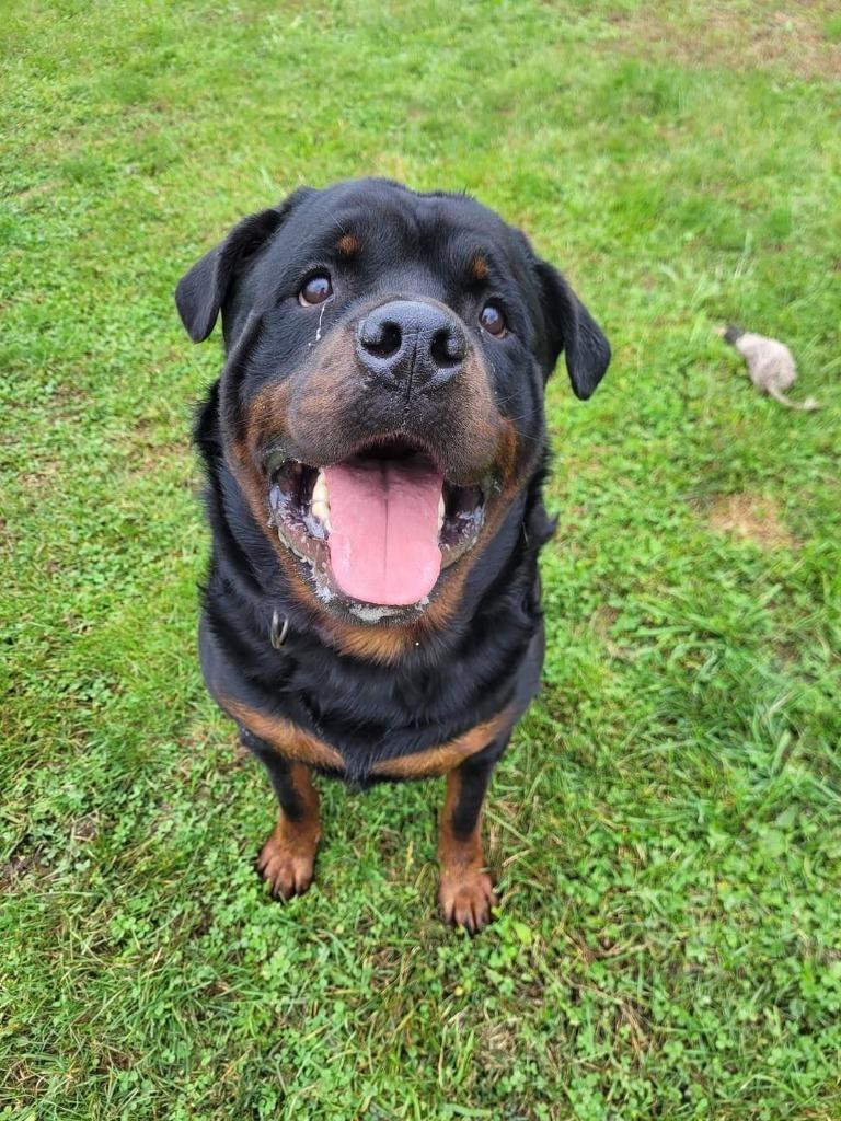 Enlarge Heidel (Berg), a Adoptable Rottweiler in Pine Grove, PA image 2/2