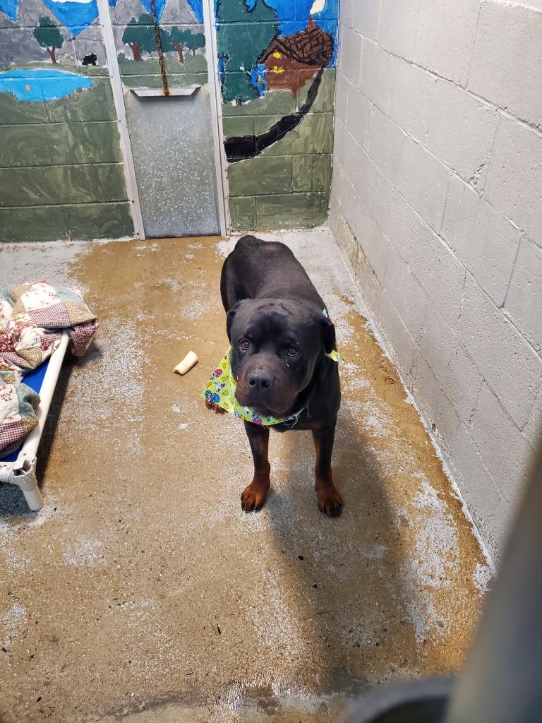 Enlarge Heidel (Berg), a Adoptable Rottweiler in Pine Grove, PA image 2/2