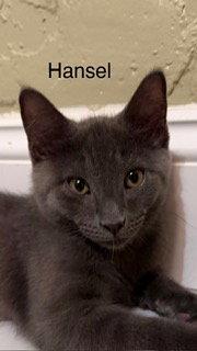 Enlarge Hansel, a Adoptable Russian Blue in Oakland Park, FL image 1/3