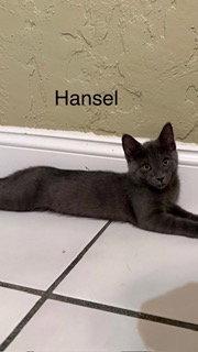 Enlarge Hansel, a Adoptable Russian Blue in Oakland Park, FL image 2/3