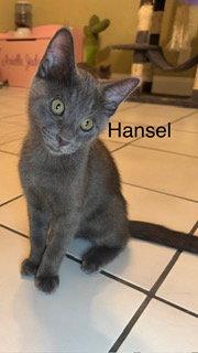 Enlarge Hansel, a Adoptable Russian Blue in Oakland Park, FL image 3/3