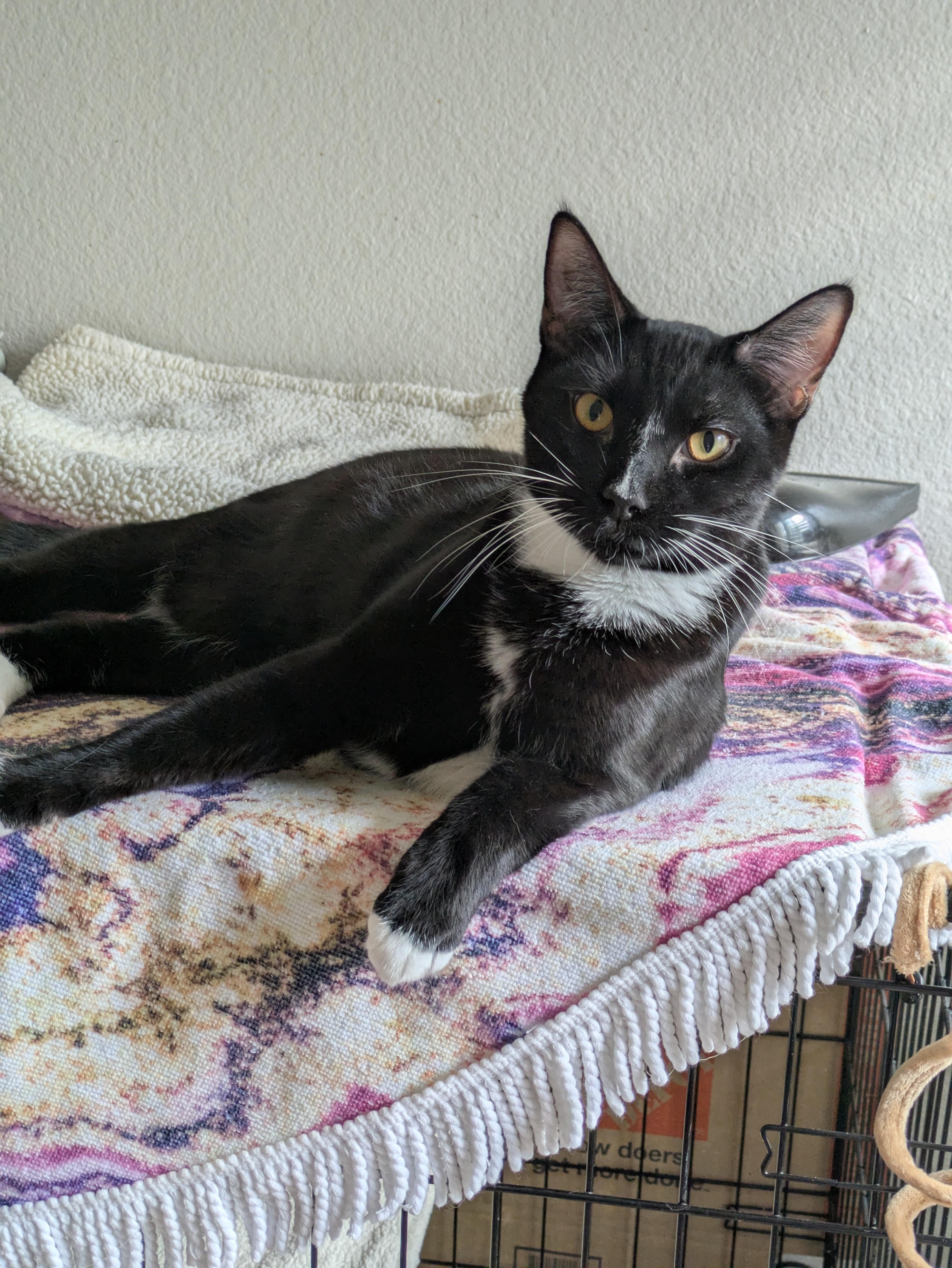 Enlarge Clover, a ADOPTABLE Domestic Short Hair in Walnut, CA image 1/1