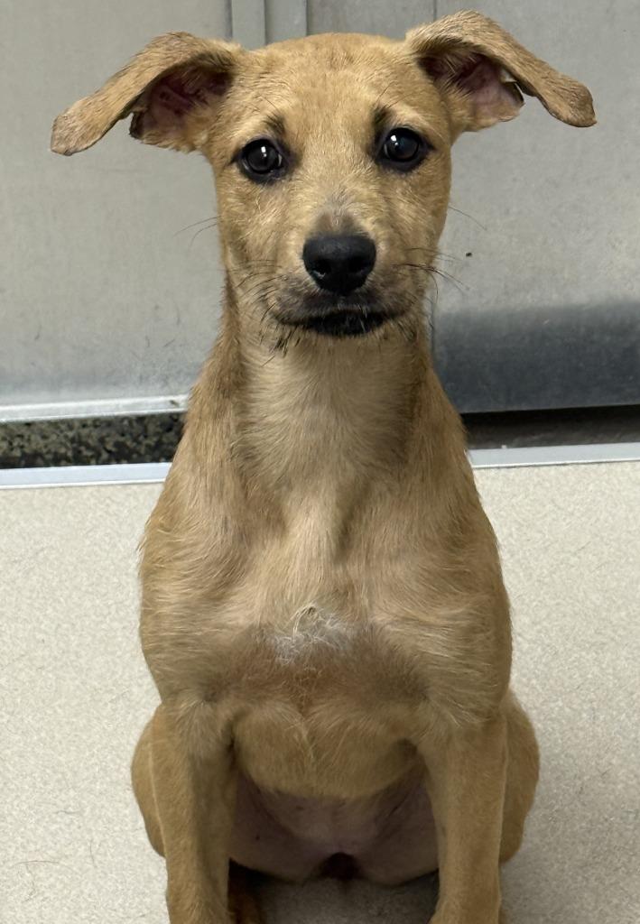 Nadine, Adoptable, Puppy Female Shepherd.