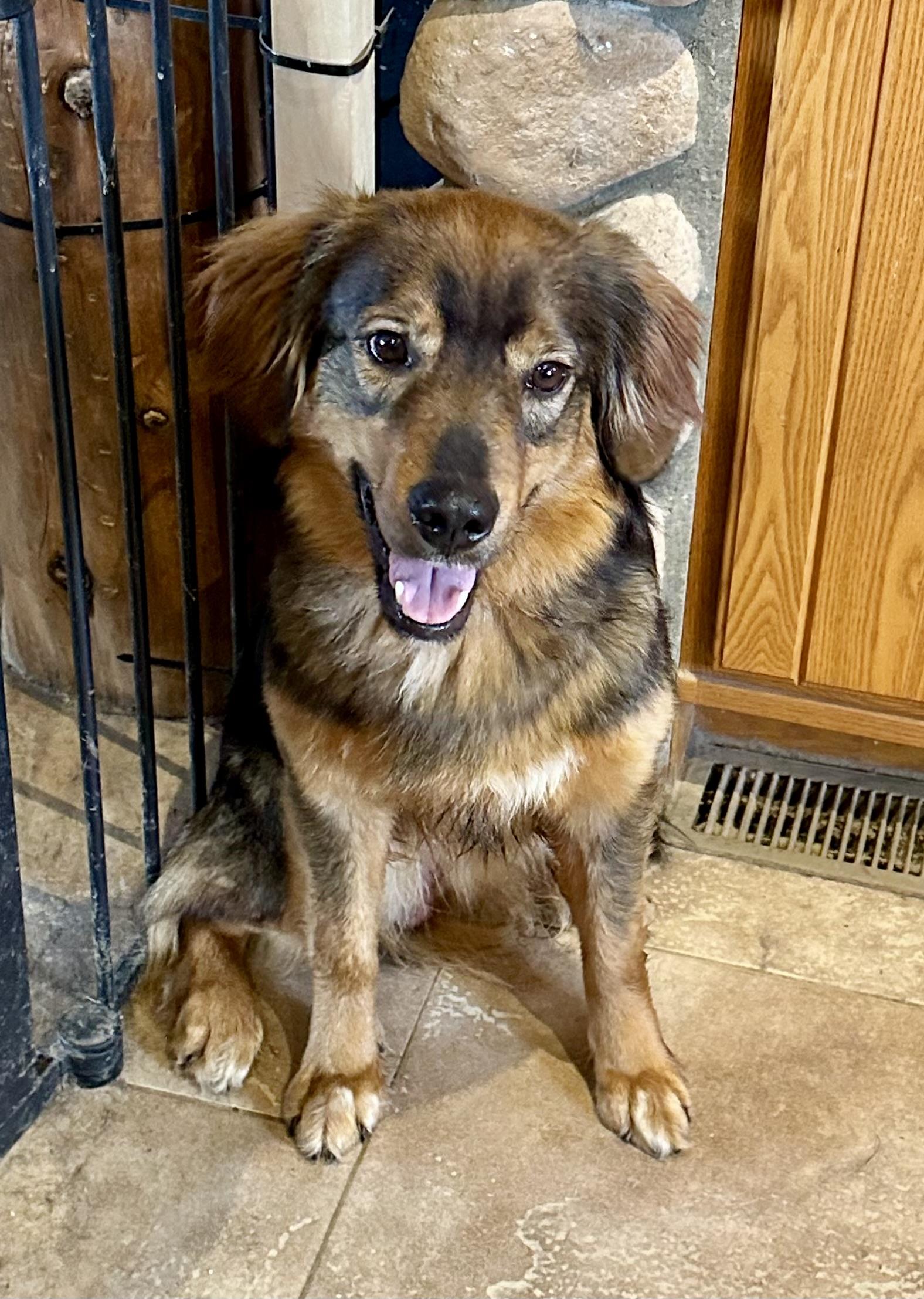 ALL AMERICAN MUTT, ADOPTABLE, Young Male Australian Shepherd & Golden Retriever.