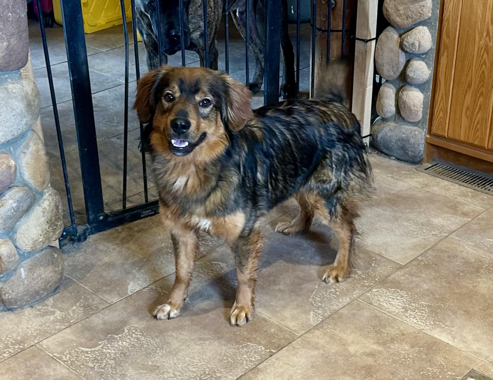 Enlarge ALL AMERICAN MUTT, a ADOPTABLE mixed breed in Northwood, OH image 2/3