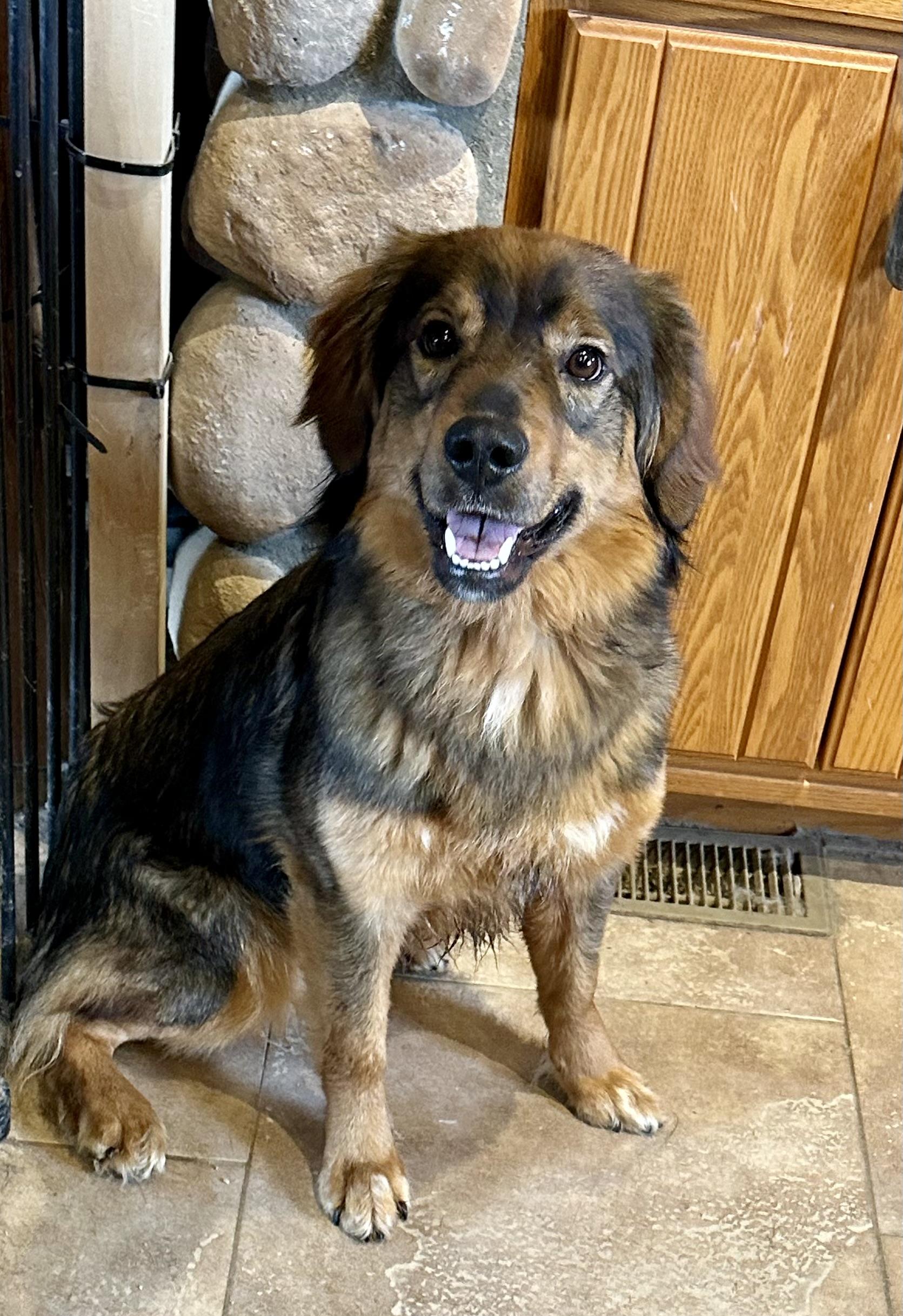 Enlarge ALL AMERICAN MUTT, a ADOPTABLE mixed breed in Northwood, OH image 3/3