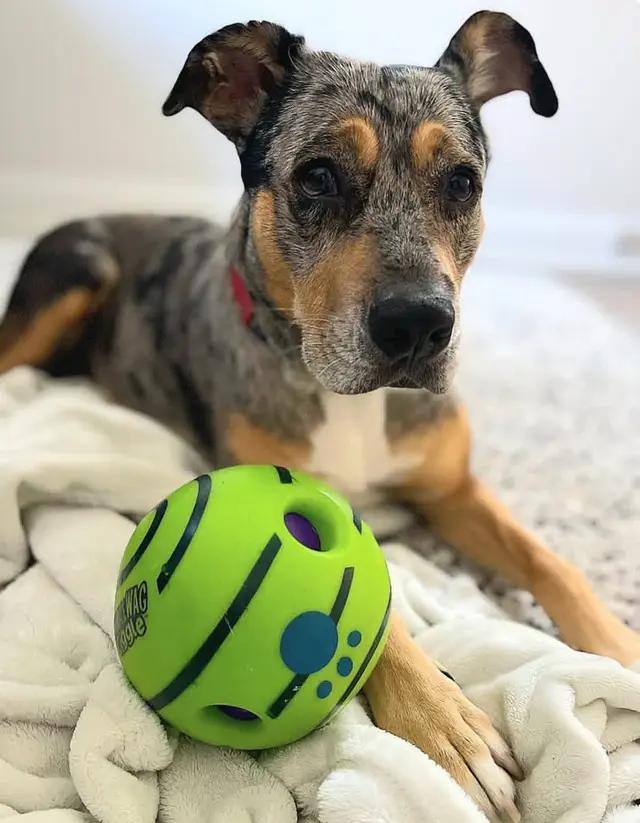 Zag, adopted, Senior Male Catahoula Leopard Dog.