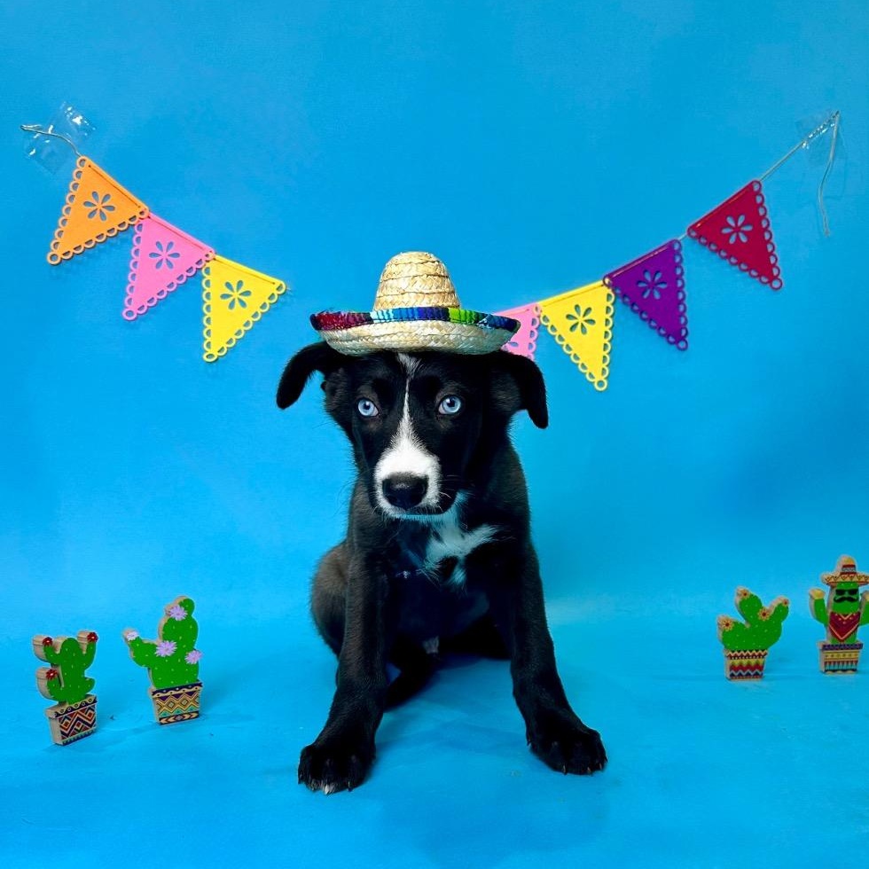 Bilbo, Adoptable, Puppy Male Shepherd & Husky.