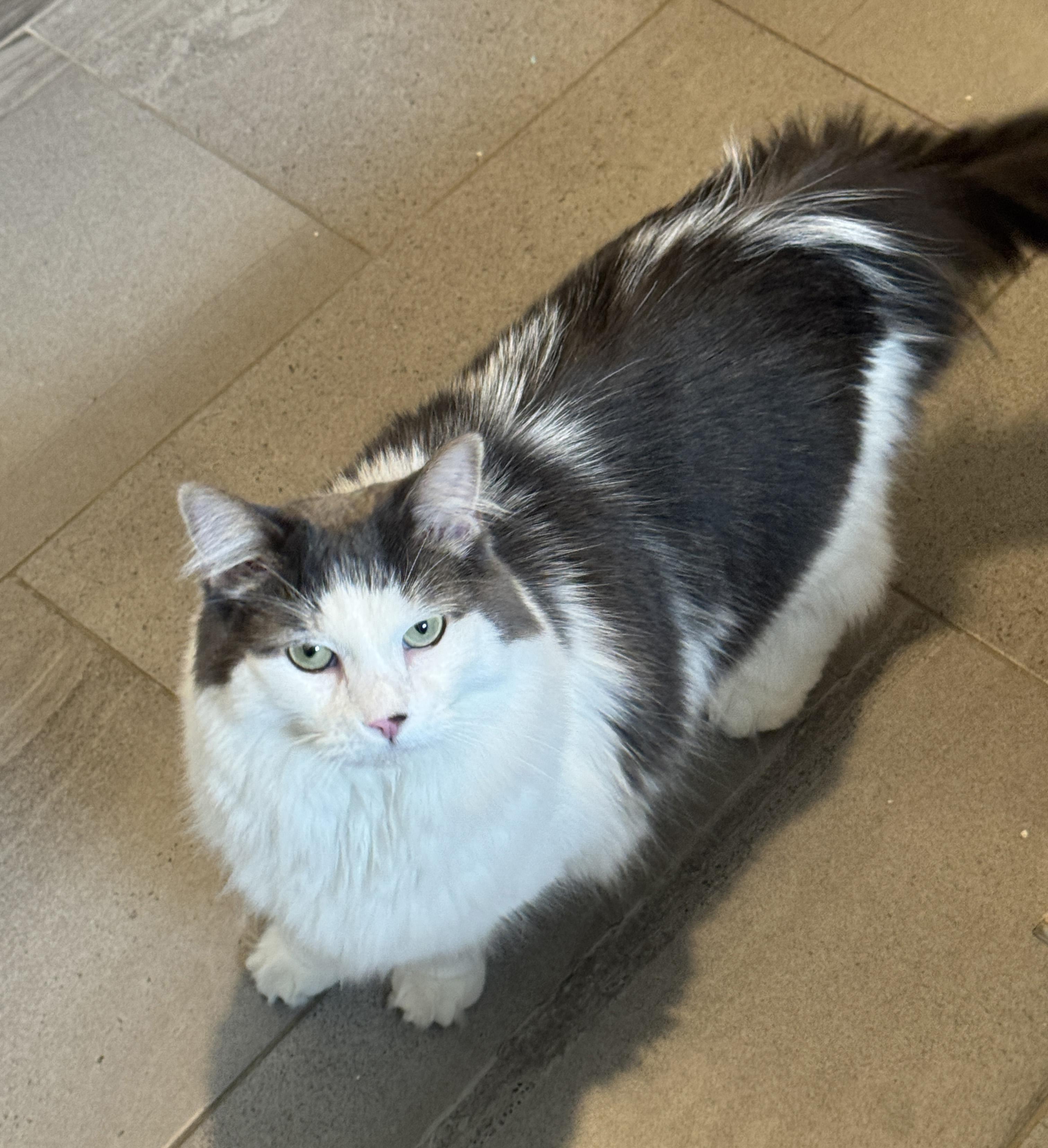 Long Hair Cat Adoption: Ultimate Guide to Loving Fluffy Companions