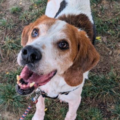 Jonah, Adoptable, Adult Male Mixed Breed & Mixed Breed.