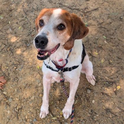 Enlarge Jonah, a Adoptable mixed breed in Richmond, VA image 3/3