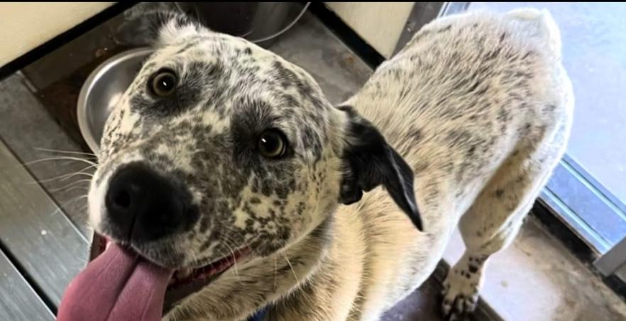 Chase Ace cattle pup!