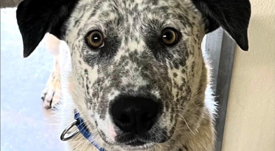 Chase Ace cattle pup!