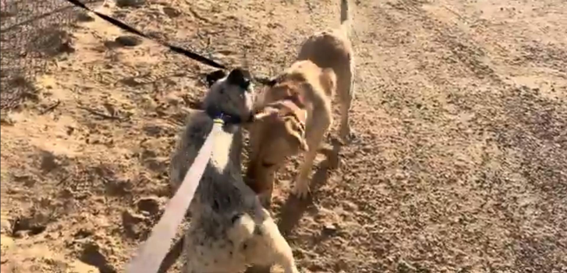 Chase Ace cattle pup!