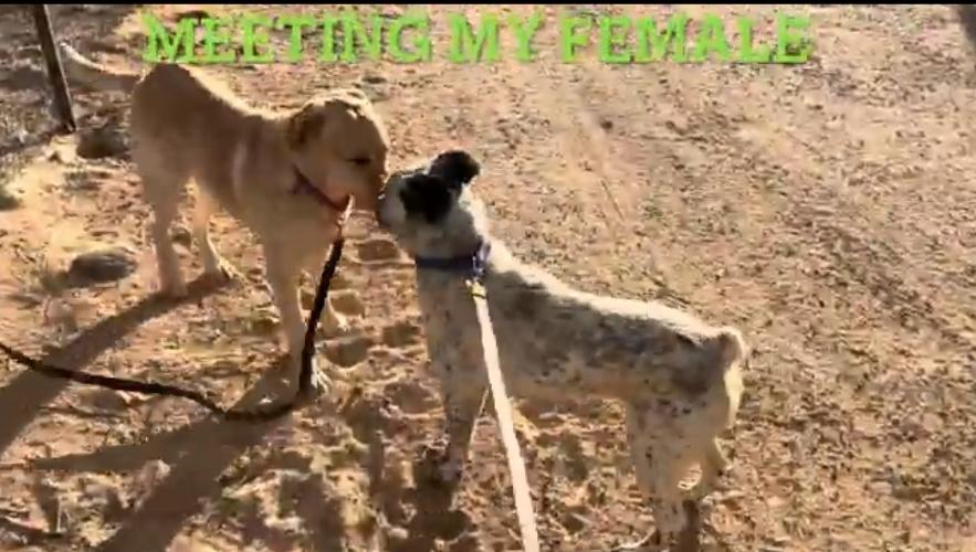 Chase Ace cattle pup!