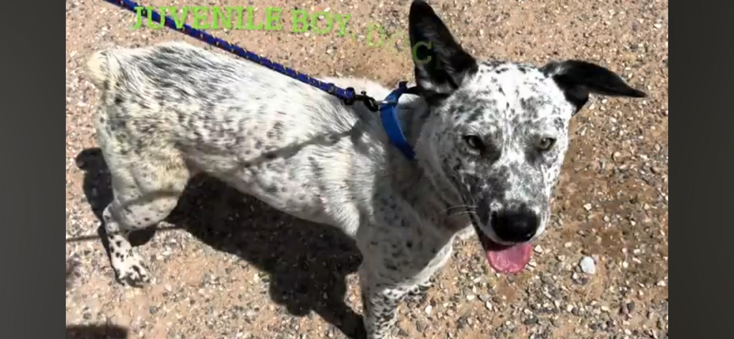 Chase Ace cattle pup!