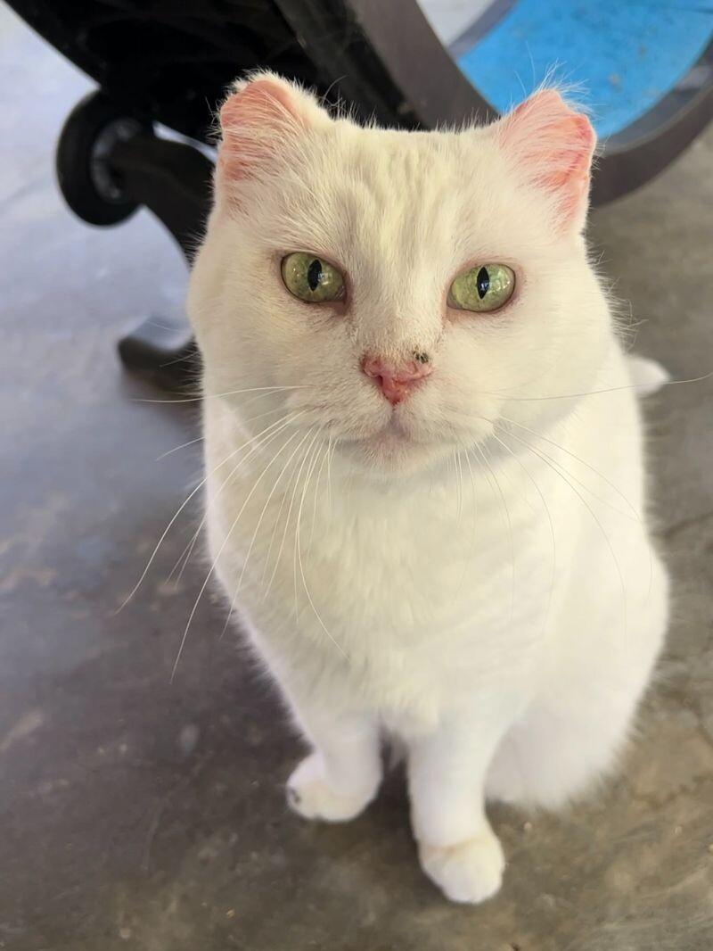 Enlarge Daisy, a Adoptable Domestic Short Hair in Arlington, WA image 1/5