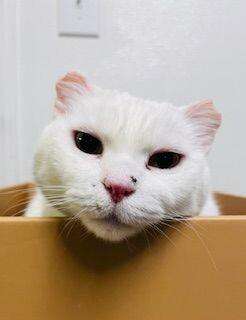 Enlarge Daisy, a Adoptable Domestic Short Hair in Arlington, WA image 2/5