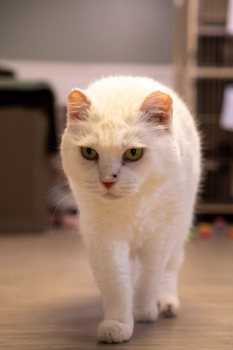 Enlarge Daisy, a Adoptable Domestic Short Hair in Arlington, WA image 3/5