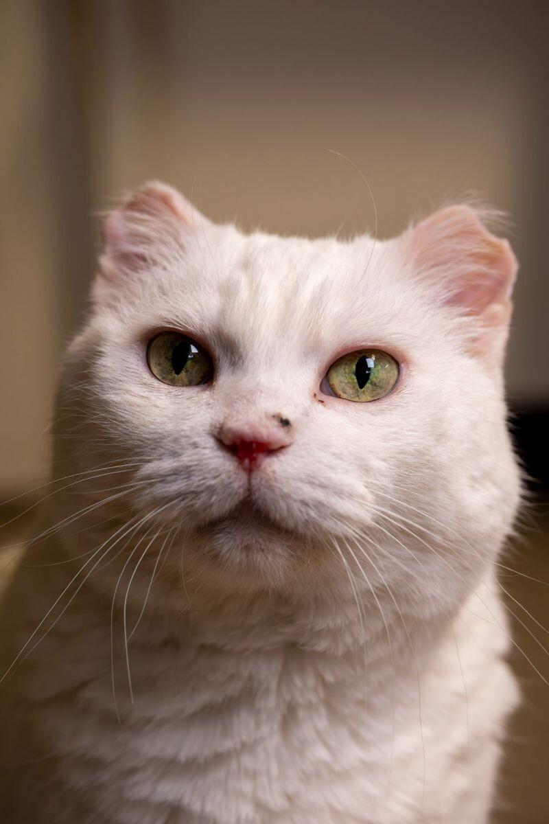 Enlarge Daisy, a Adoptable Domestic Short Hair in Arlington, WA image 4/5