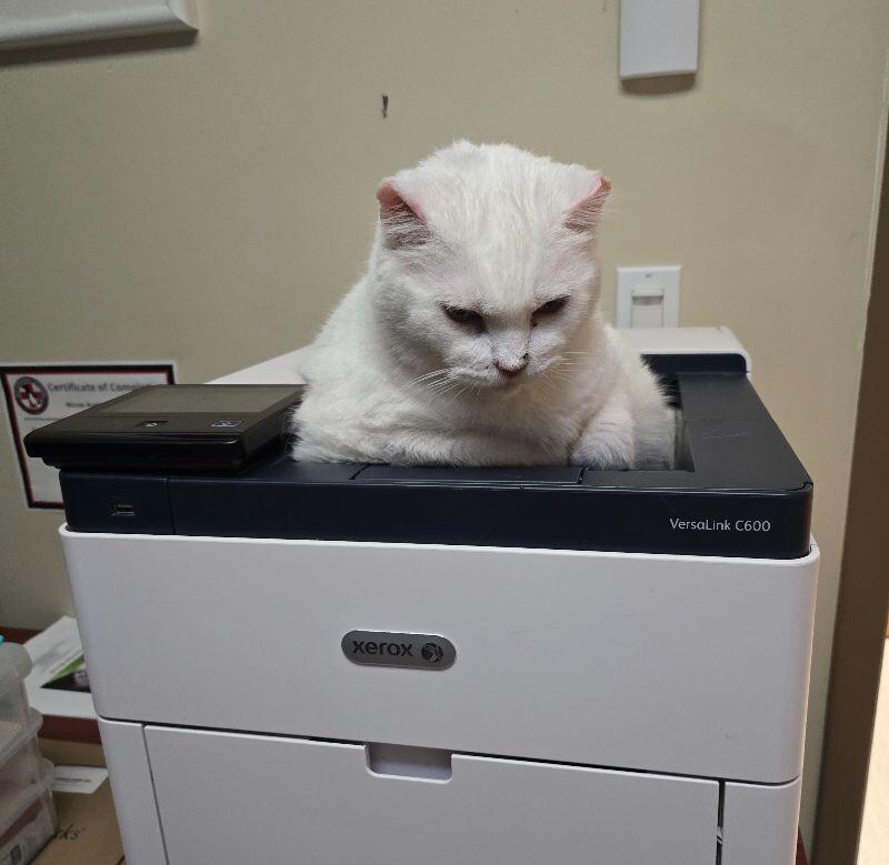 Enlarge Daisy, a Adoptable Domestic Short Hair in Arlington, WA image 5/5