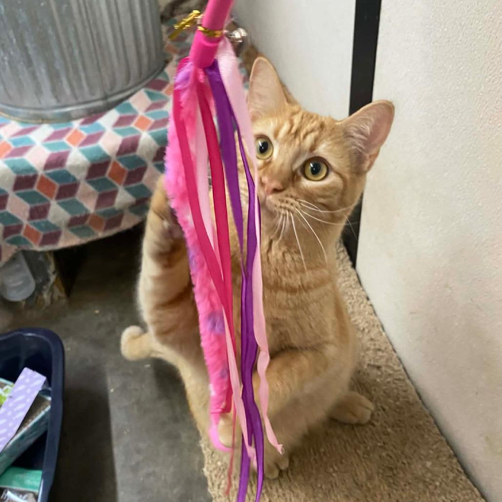 Enlarge Mookie, a Adoptable Domestic Short Hair in Graham, TX image 2/5