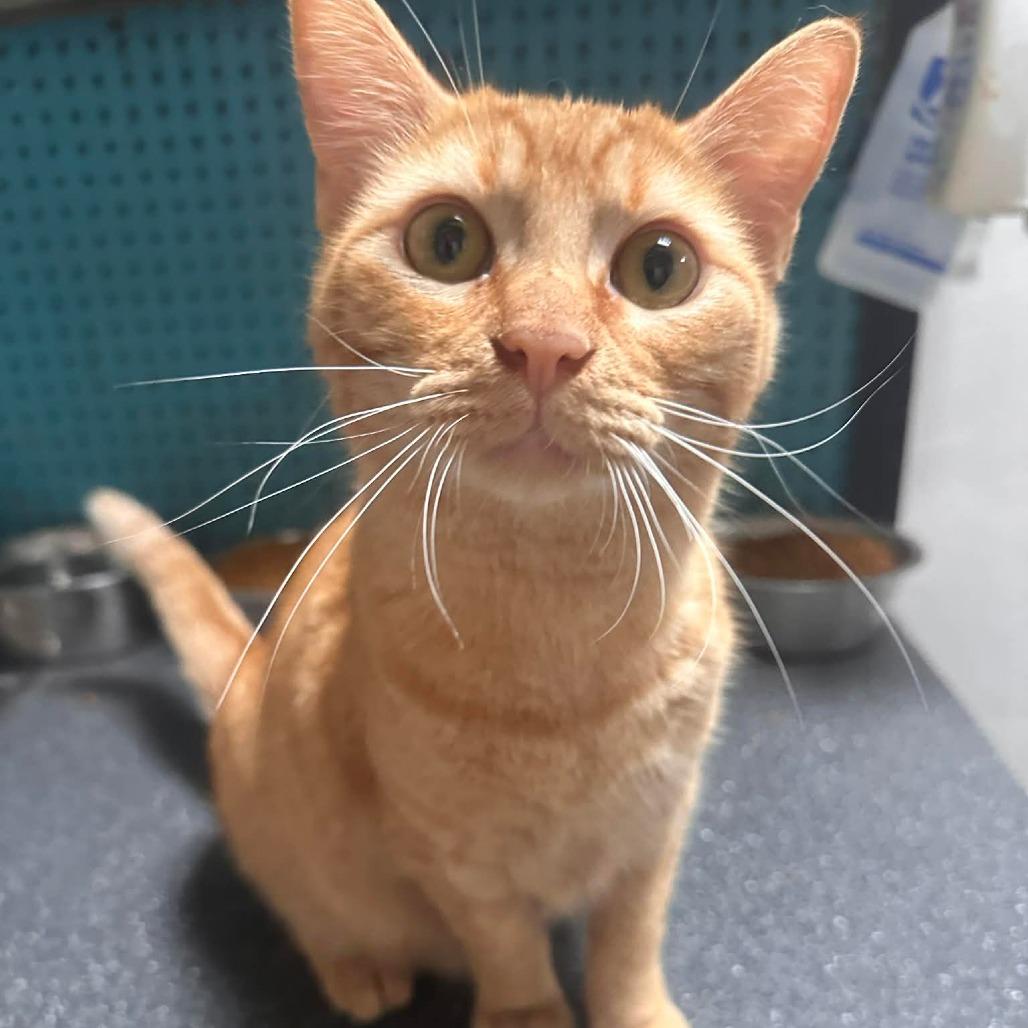 Enlarge Mookie, a Adoptable Domestic Short Hair in Graham, TX image 1/5