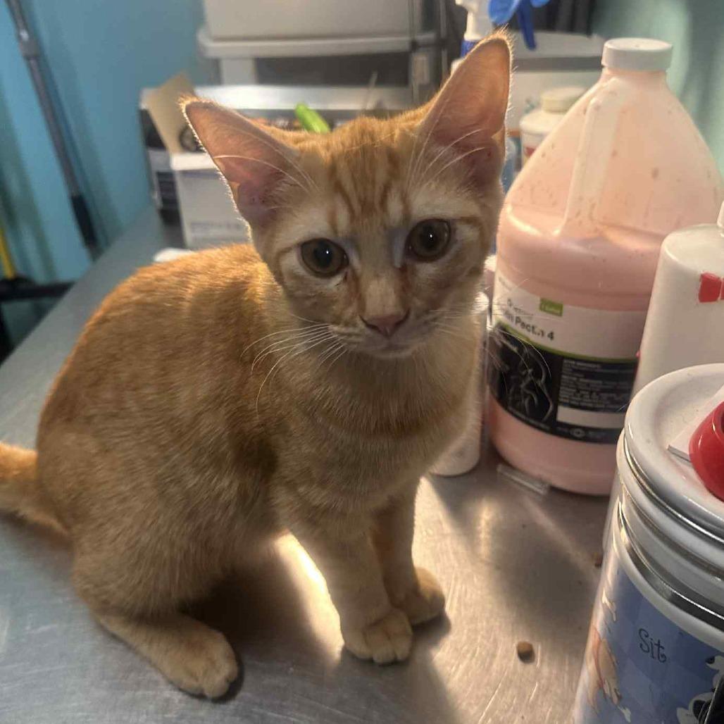 Mookie, Adoptable, Young Male Domestic Short Hair.