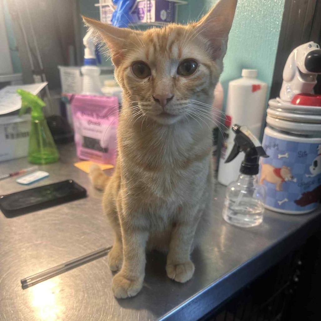 Mookie, a Adoptable Domestic Short Hair in Graham, TX image 2/3