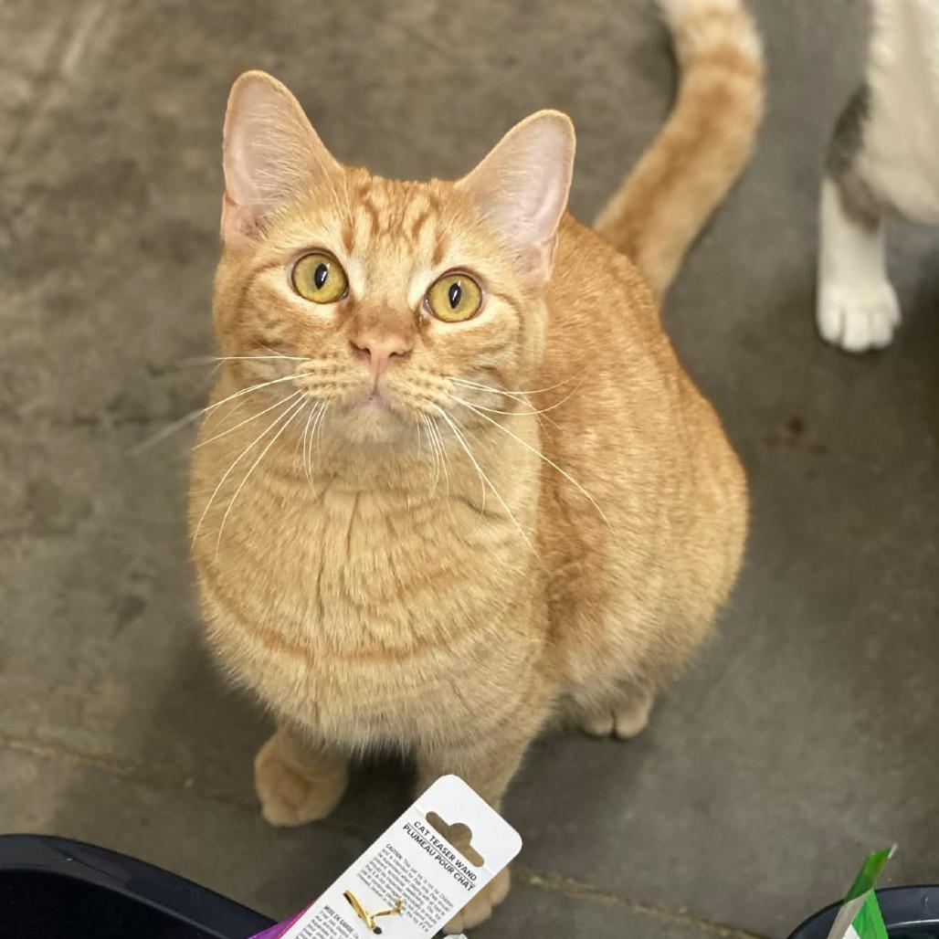 Mookie — thumbnail 5