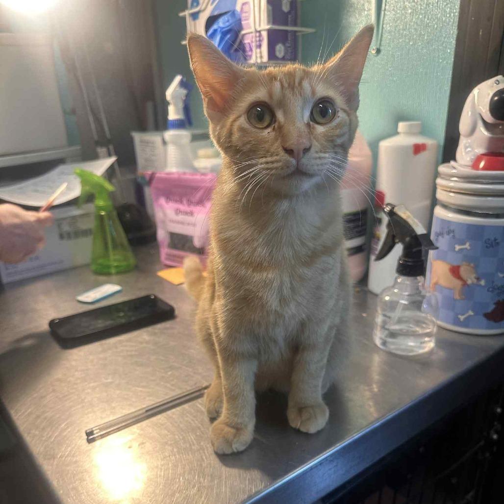 Mookie, an adoptable Domestic Short Hair in Graham, TX, 76450 | Photo Image 3