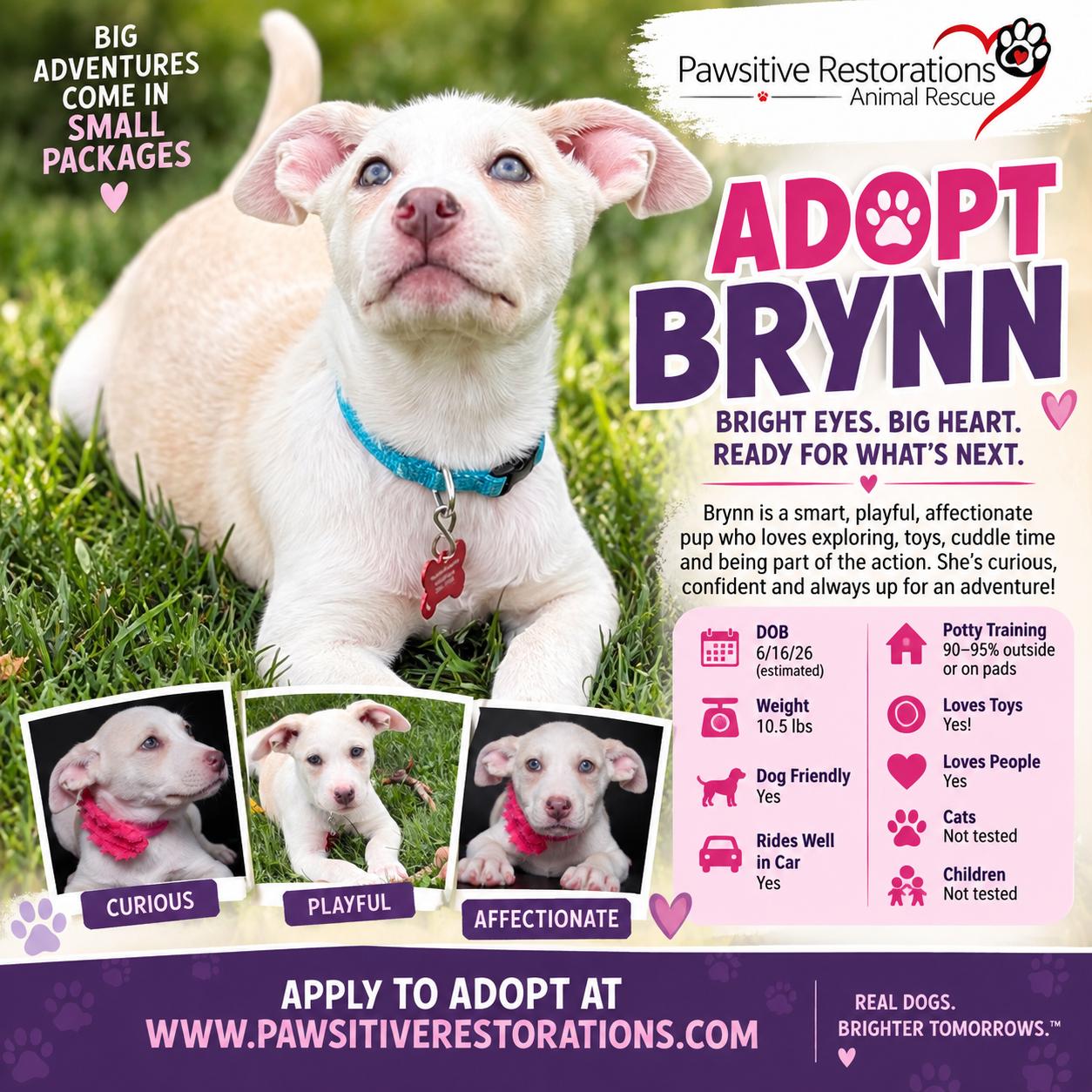 BRYNN, Adoptable, Puppy Female Shepherd.