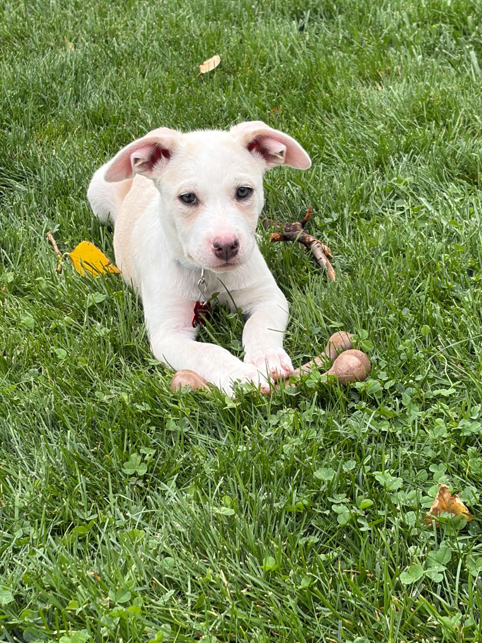 Enlarge BRYNN, a Adoptable mixed breed in Aurora, CO image 3/5
