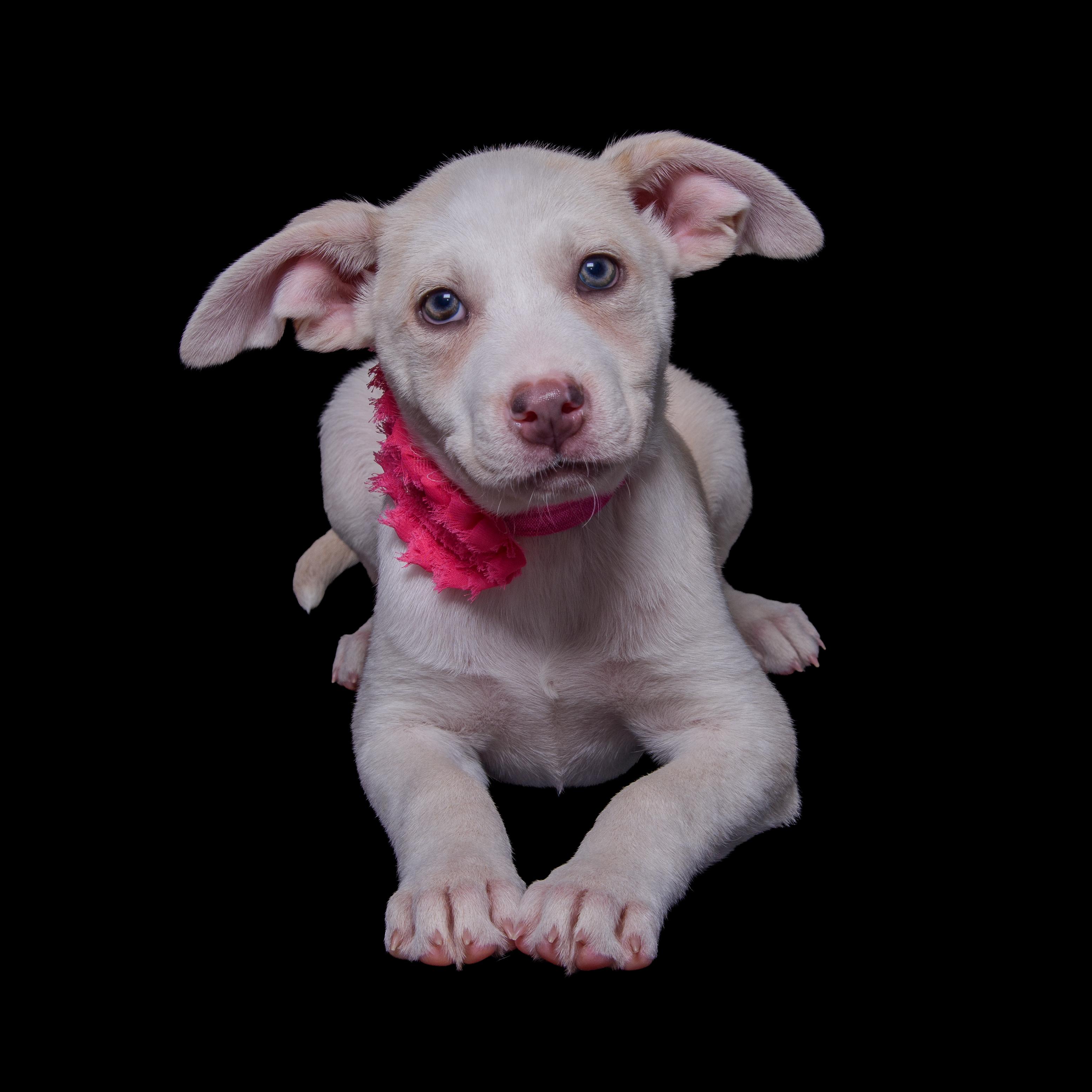 Enlarge BRYNN, a Adoptable mixed breed in Aurora, CO image 4/5