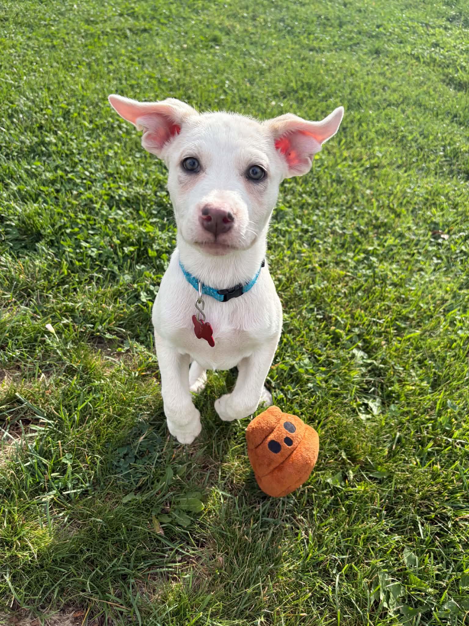 Enlarge BRYNN, a Adoptable mixed breed in Aurora, CO image 2/5