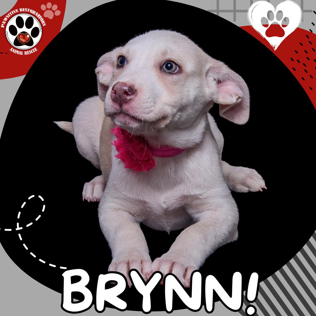 Enlarge BRYNN, a Adoptable mixed breed in Aurora, CO image 2/5