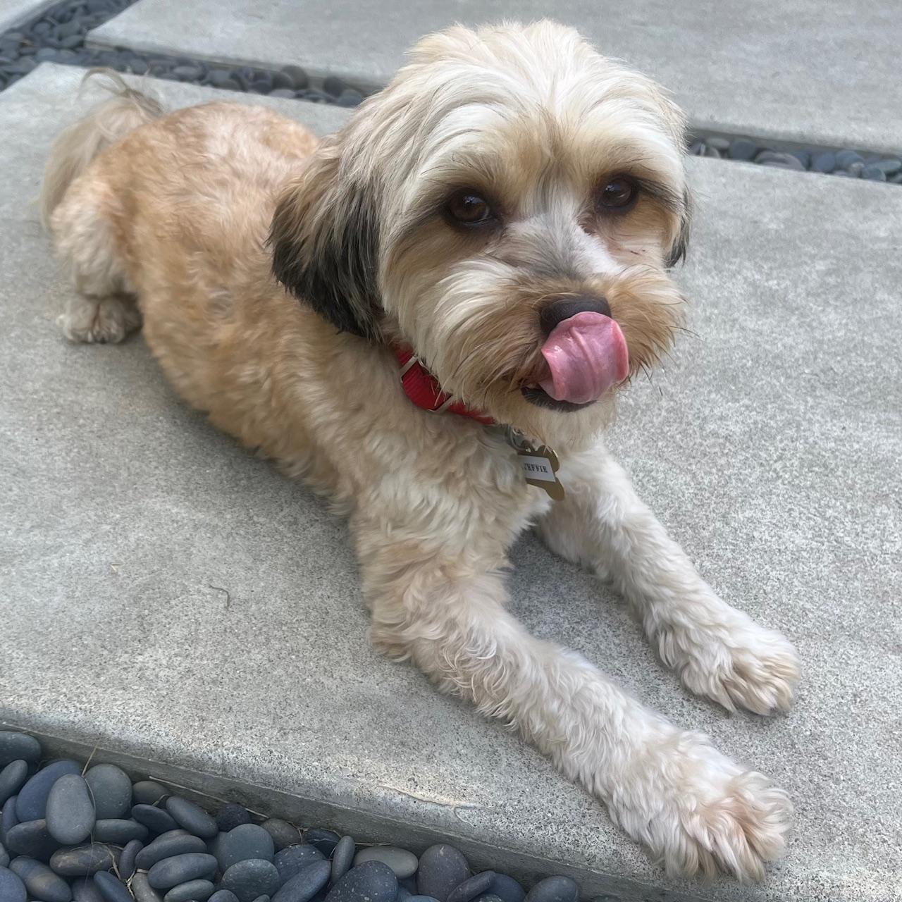 STEFFIE, a Adoptable mixed breed image 4/7