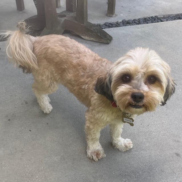 STEFFIE, a Adoptable mixed breed image 5/7