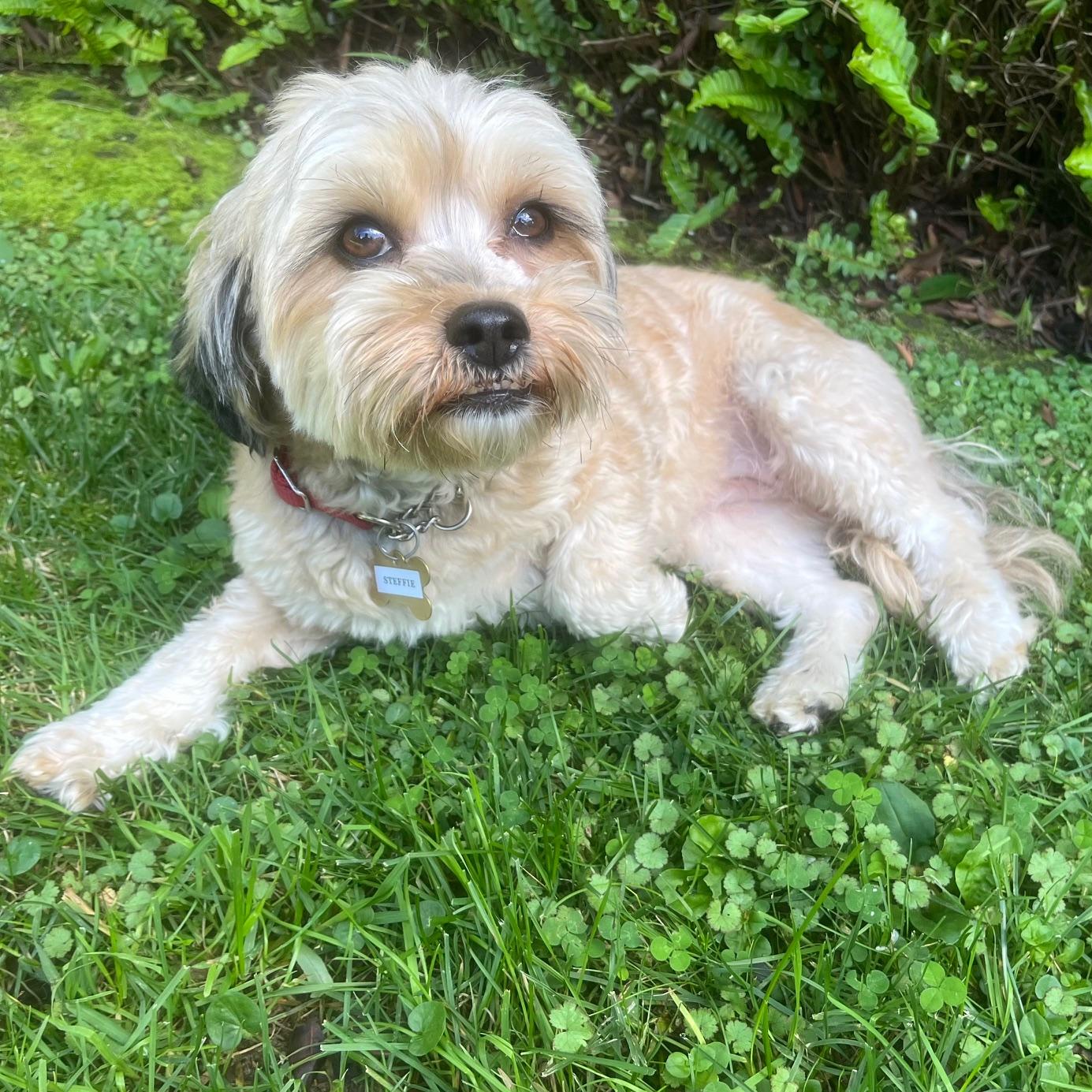 STEFFIE, a Adoptable mixed breed image 6/7